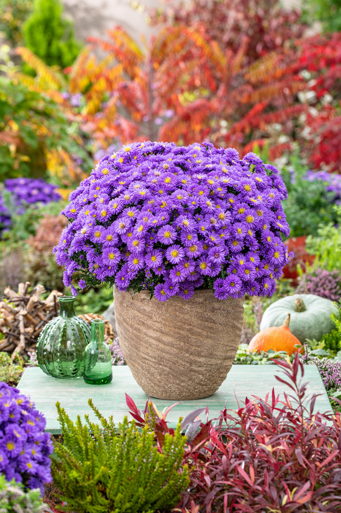 ASTER dumosus Dark Purple Space - 9cm pot