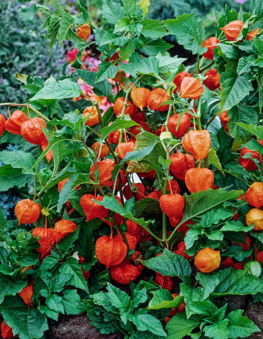 PHYSALIS alkekengi franchetii - 9cm pot