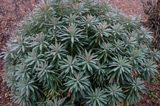 Euphorbia 'Galaxy Glow' - 9cm pot
