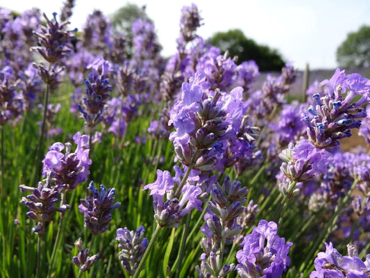 🎁 The Mystery Lavender Box (6 x 9cm Pots) (100% off)