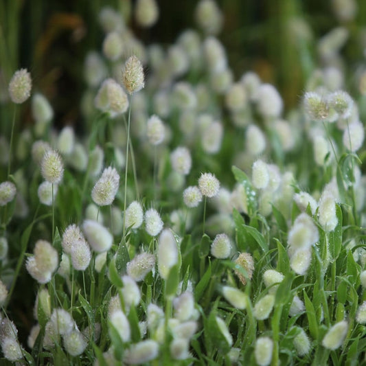 Lagurus Bunny Tails - 9cm Pot