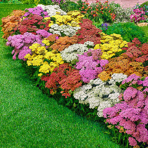 🎁 Achillea Box - Our best selection - 6 plants (100% off)