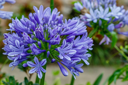 Agapanthus Box - 3 x bare root plants