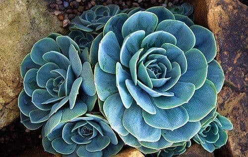 🎁 Alpine Box - Our best selection - 6 plants (100% off)