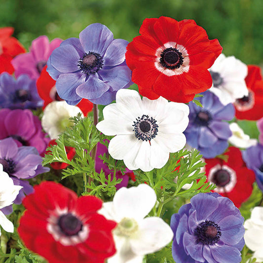 Anemone Box - 3 x bare root plants