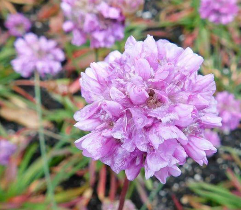 ARMERIA pseudarmeria Ballerina Purple Ro - 9cm pot