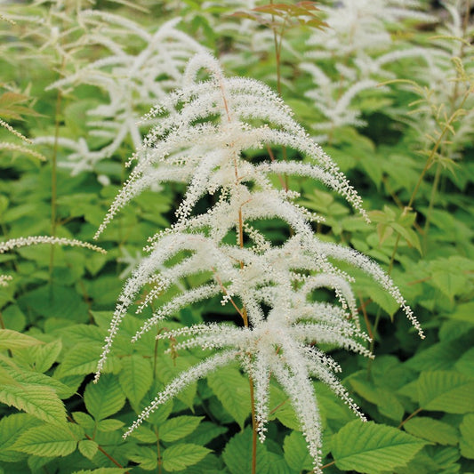 Aruncus Box - 3 x bare root plants