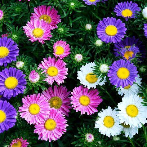 Aster Box - Our best selection - 6 plants