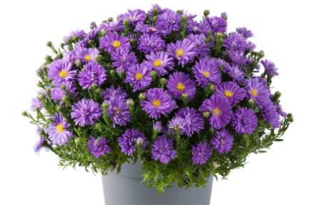 ASTER dumosus Dark Purple Launch - 9cm pot
