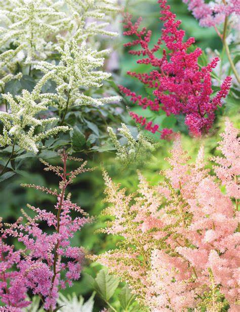 Astilbe Box - 3 x bare root plants