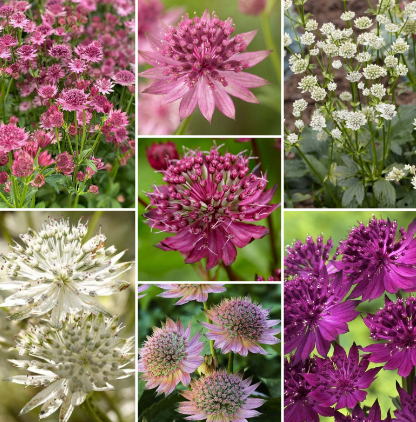Astrantia Box - 3 x bare root plants