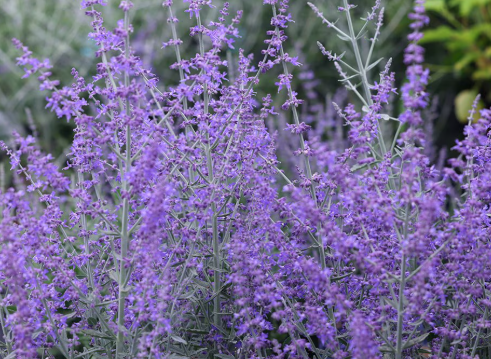 PEROVSKIA atriplicifolia Bluesette - 9cm pot