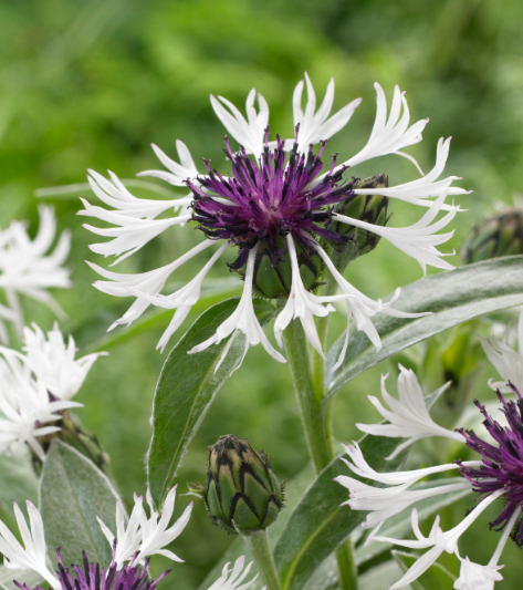 CENTAUREA montana Amethyst on Ice - 9cm pot