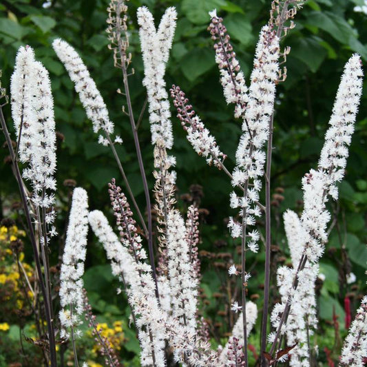 CIMICIFUGA simplex Brunette ( Actaea simplex Brunette )- 9cm pot