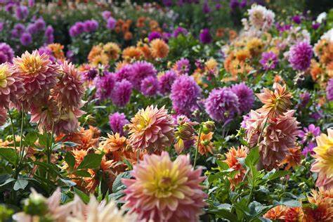 Dahlia Box - 3 x bare root plants
