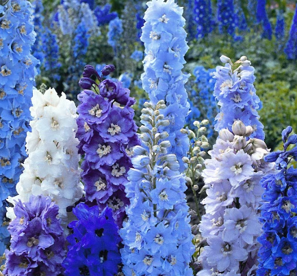 🎁 The Delphinium Box 6 x 9cm (100% off)