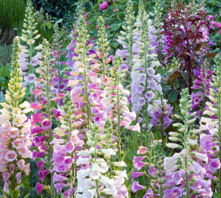 🎁 The Digitalis Box - 6 x 9cm Pots (100% off)