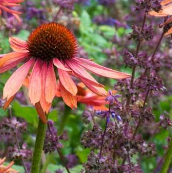 🎁 Echinacea & Salvia Mystery Box - 6 x 9cm plants (100% off)