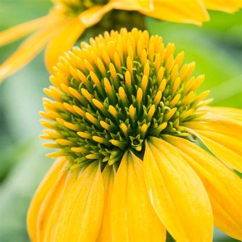 ECHINACEA purpurea Lakota Yellow - 9cm pot