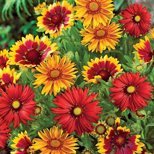 🎁 The Gaillardia Box (6 x 9cm Pots) (100% off)