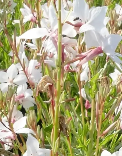 Gaura lindh. 'White Dove' - 9cm pot
