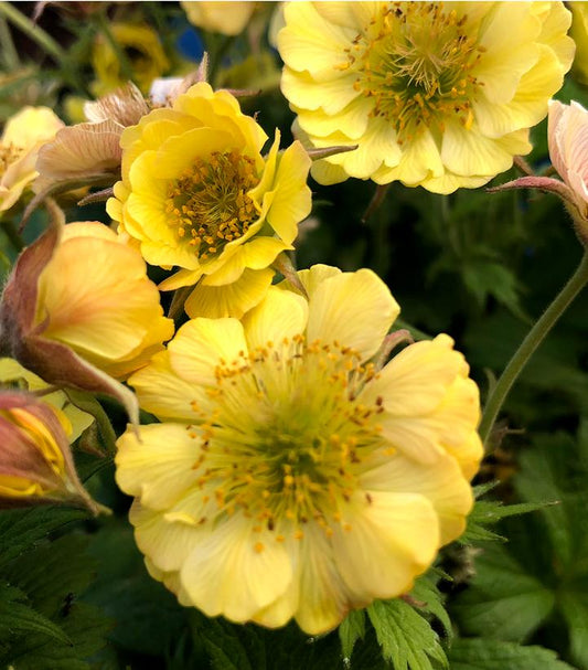 Geum ‘Tosai Yellow’ - 9cm pot
