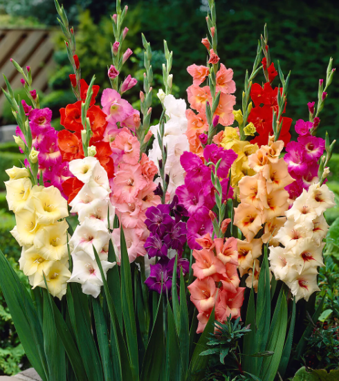 20 x FREE Summer Flowering Bulbs - Just pay delivery