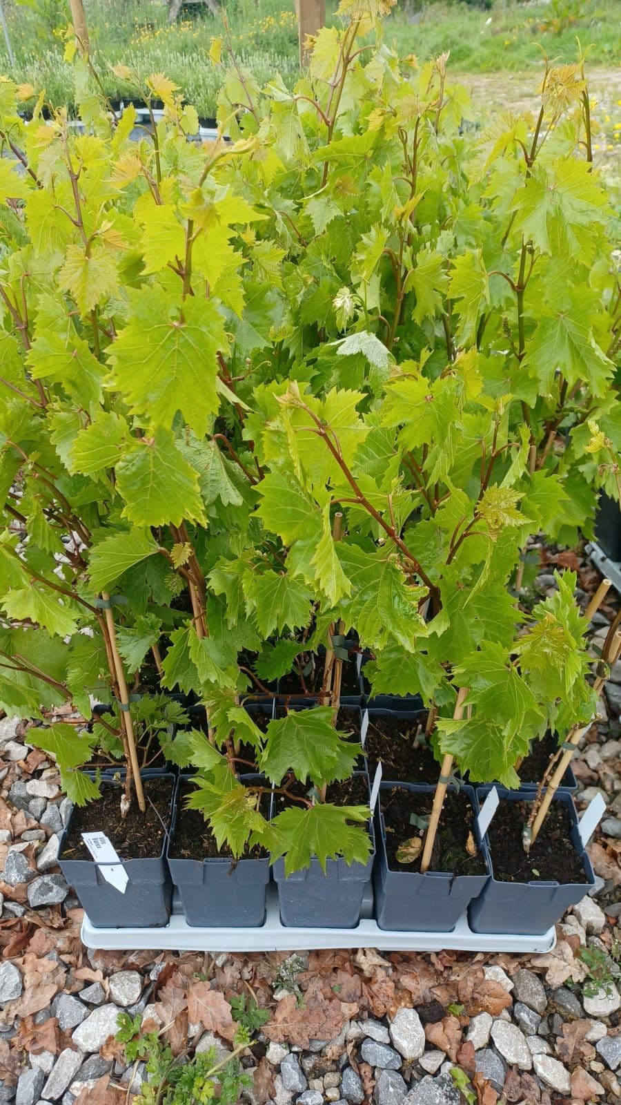 🎁 Grape Vine Mystery Box - (3 x 15cm pots) (100% off)