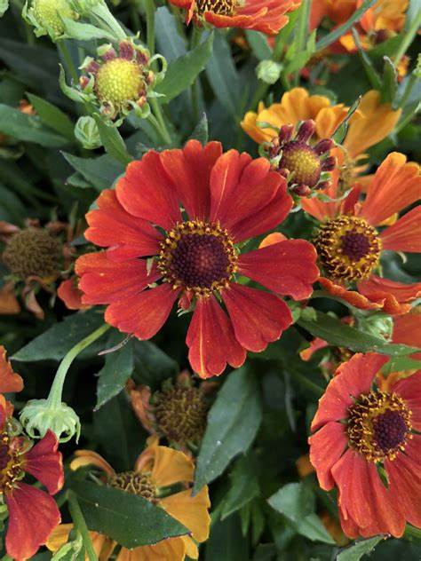 Helenium autumnale HayDay Orange - 9cm Pot