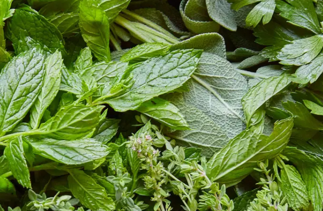 🎁 Herb Mystery Box (6 x 9cm Pots) (100% off)
