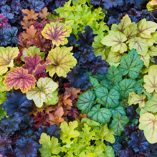 🎁 Heuchera (100% off)