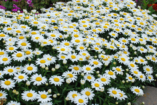 🎁 Leucanthemum Box 6 x 9cm Pots (100% off)