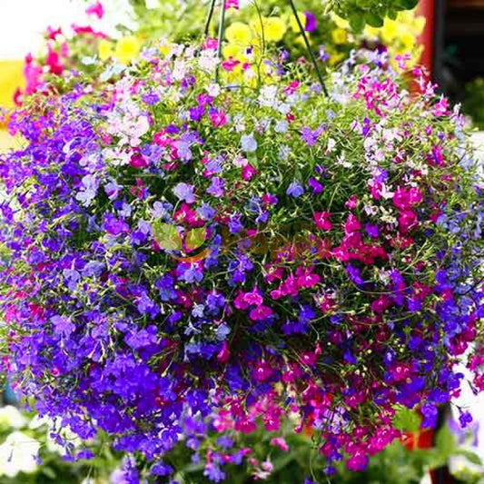 🎁 Lobelia Box 6 x 9cm Pots (100% off)