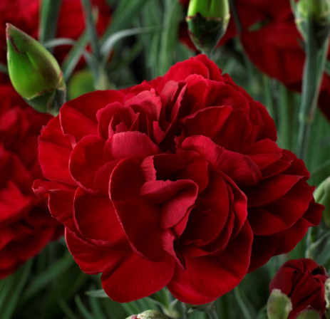 DIANTHUS Passion (PBR) - 9cm pot
