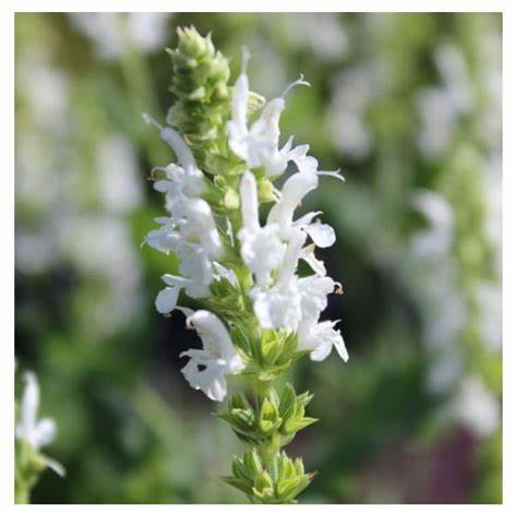 1 x Salvia x superba Merleau White - 9cm pot