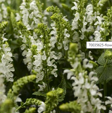 SALVIA Bordeau Compact White - 9cm pot