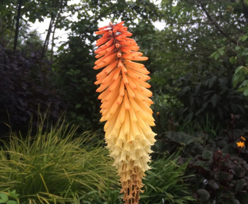 KNIPHOFIA Tawney King - 9cm pot