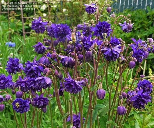 🎁 The Aquilegia Box 6 x 9cm (100% off)