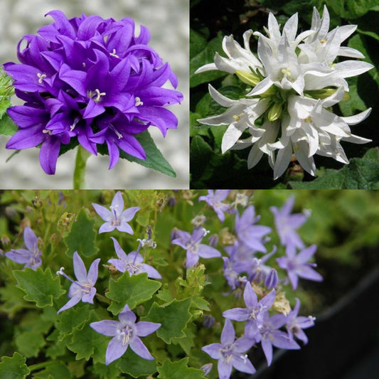 🎁 The Campanula Box 6 x 9cm Pots (100% off)