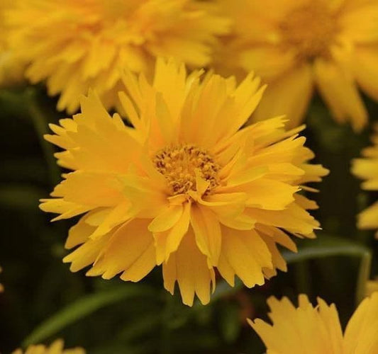 🎁 The Coreopsis Box (6 x 9cm Pots) (100% off)