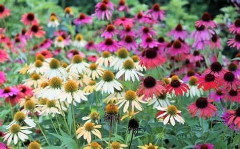 🎁 The Echinacea Box 6 x 9cm (100% off)