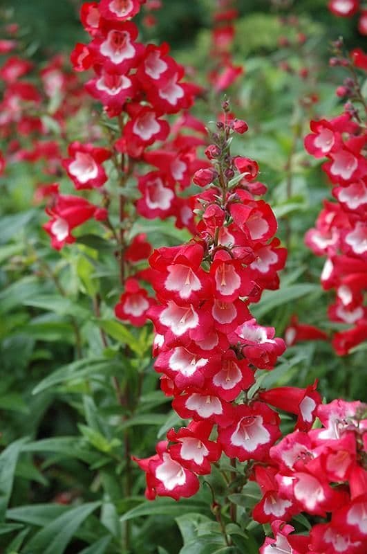 🎁 The Penstemon Box (6 x 9cm Pots) (100% off)