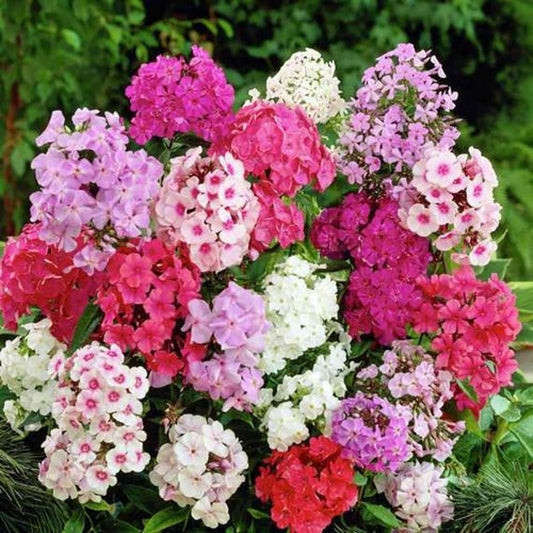 🎁 The Phlox Box 6 x 9cm Pots (100% off)
