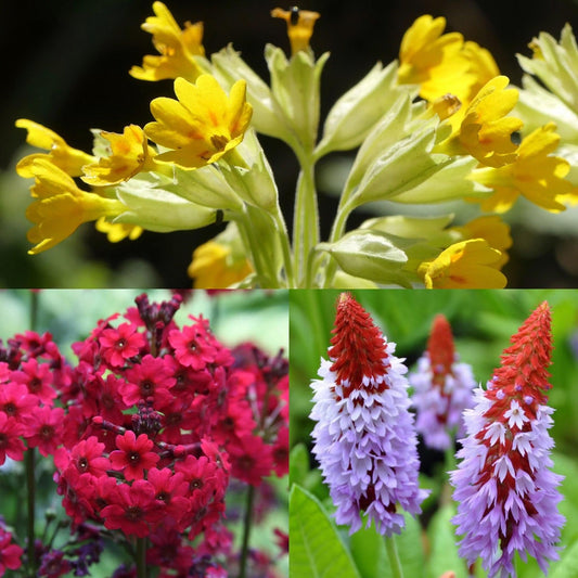 🎁 The Primula Box 6 x 9cm Pots (100% off)