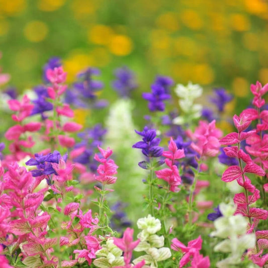🎁 The Salvia Box 6 x 9cm (100% off)