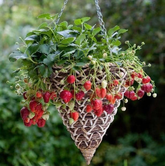 🎁 The Strawberry Mystery Box (6 x 9cm Pots) (100% off)
