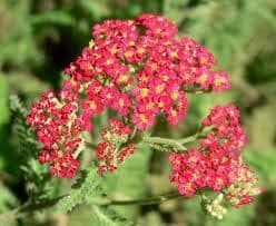 1 x Achillea Millefolium Paprika - 9cm Pot