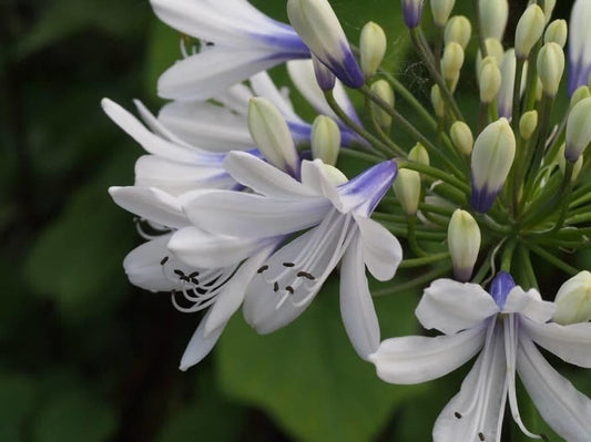 1 x Agapanthus Africanus Twister - 9cm Pot