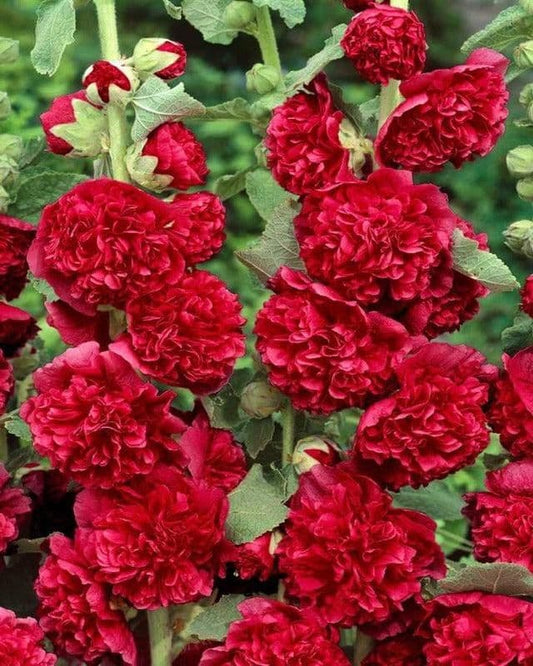 1 x Alcea Rosea Plena Chater's Red - 9cm Pot