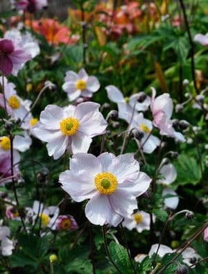 1 x ANEMONE tomentosa Robustissima - 9cm Pot